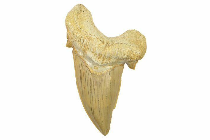 Fossil Shark Tooth (Otodus) - Large & High Quality #259905